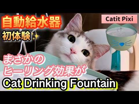 【自動給水器】驚きの新習慣!?猫が夢中になる初めての体験！まさかの使い道に癒される 〜森猫おはぎの遊雅な日常 in Malaysia〜 #給水器 #マレーシア生活 #ノルウェージャンフォレストキャット