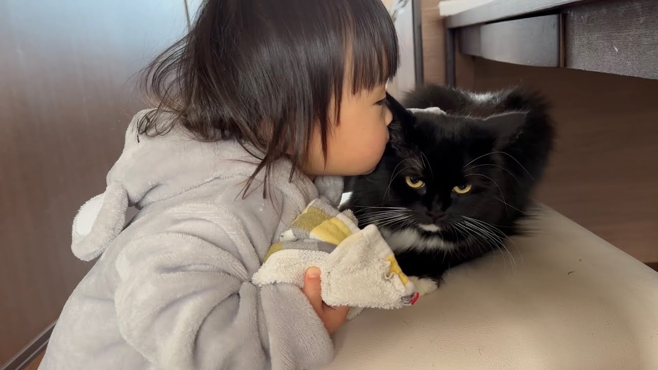 穏やかすぎて2歳児に無抵抗な猫　ラガマフィンA very calm cat. Ragamuffin.