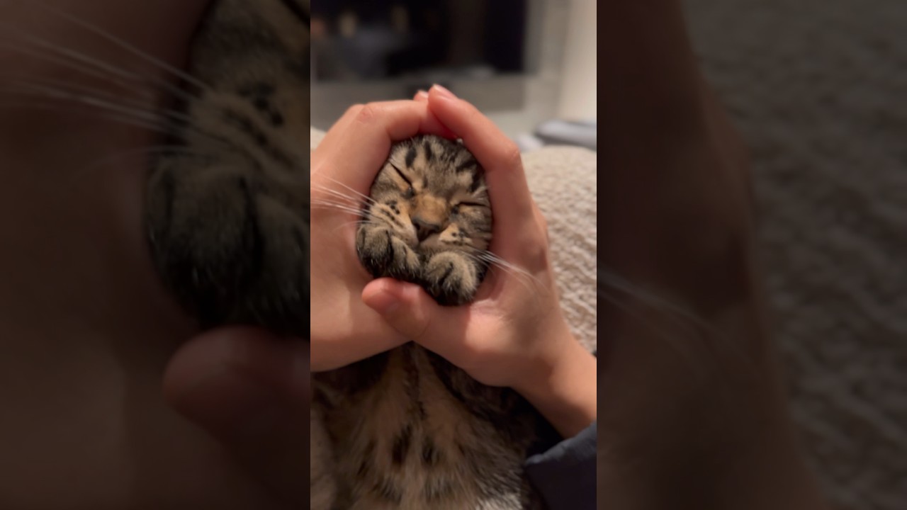 【猫動画】愛する子猫が可愛過ぎて発狂するパパ⁉︎笑  #shorts