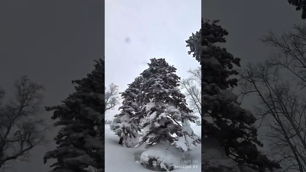 20240106-坊主山BCスキー1