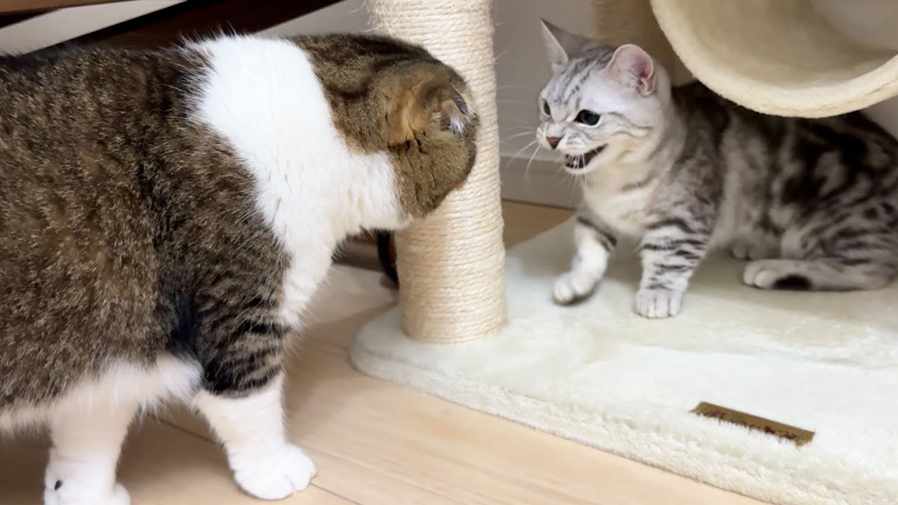 おっさんがワンオペで猫5匹のお世話をしたら子猫とパパ猫が衝撃の展開に…