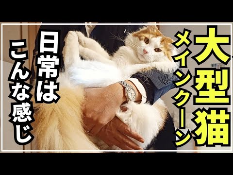 マイペース過ぎる大型猫メインクーンの日常