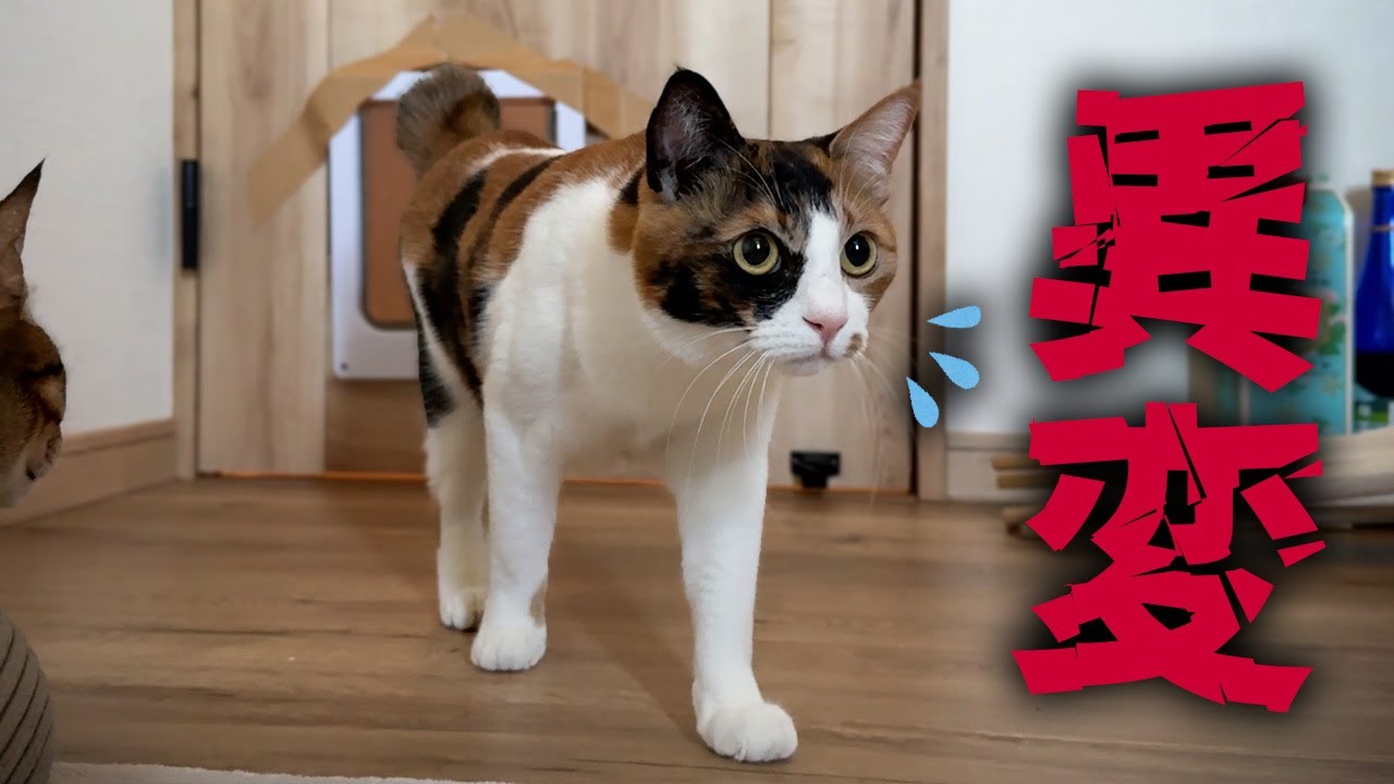 誰もいない場所を見つめて怯えながら部屋に入ってくる猫が怖すぎました…