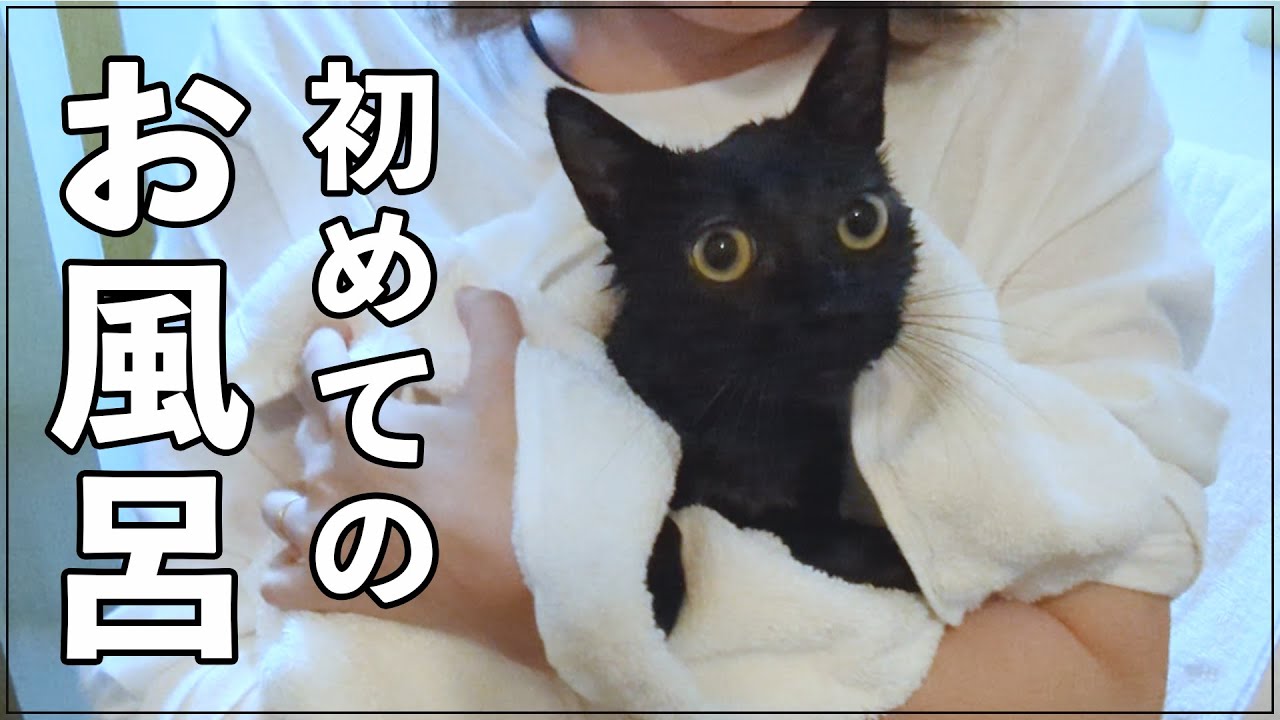 【No.23年末】初めてお風呂に入れて体も大掃除　黒猫キルア（元保護猫）
