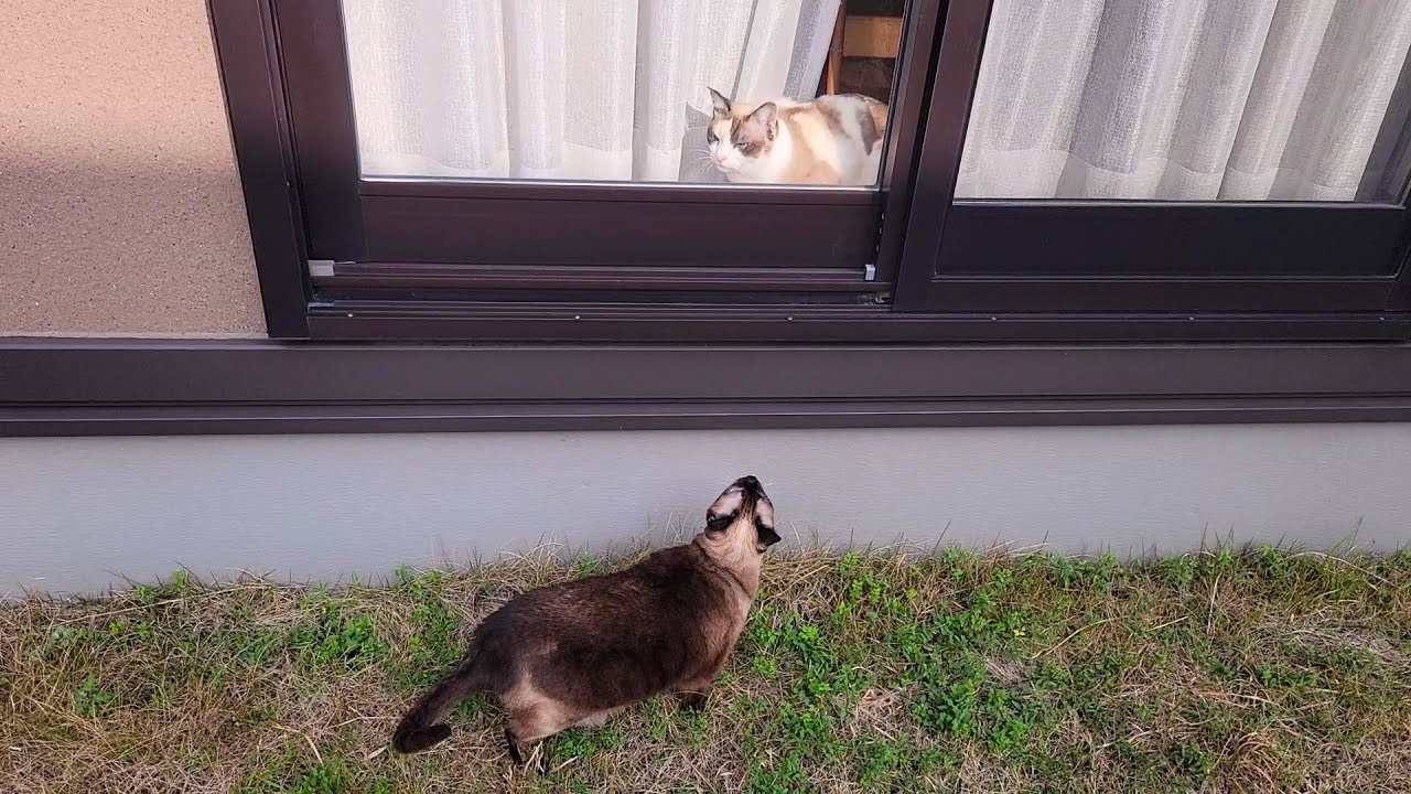 外にいる俺をいつも威嚇するペポ猫にシャム猫の背後から近づいた結果🤠