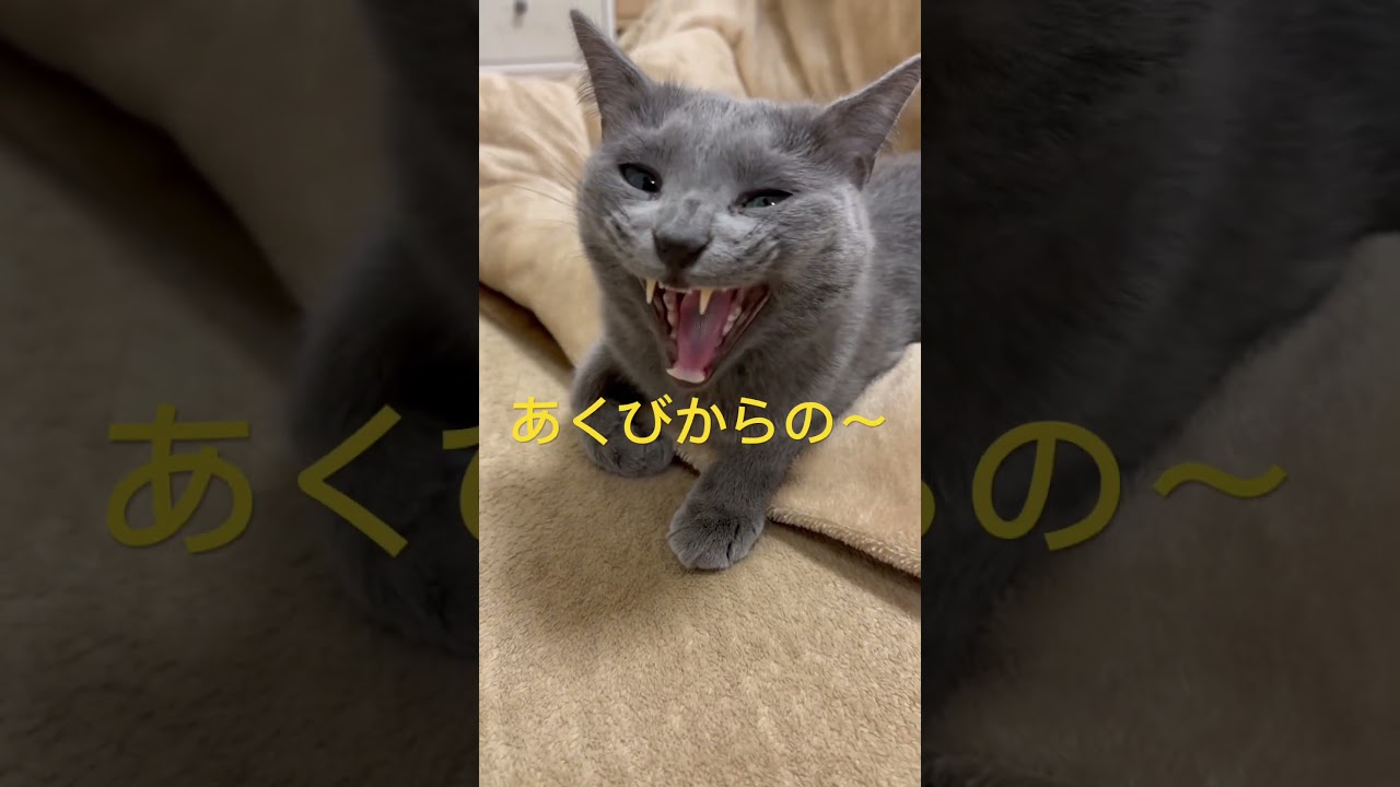 ナイス🧡スマイルそらちゃん❣️（ロシアンブルー）#shorts