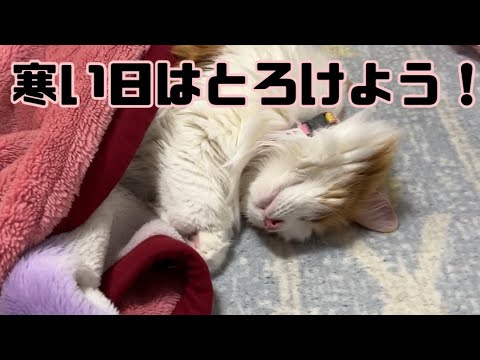 寒い日は毛布に包まってとろけて寝る猫【マリー（メインクーン）】