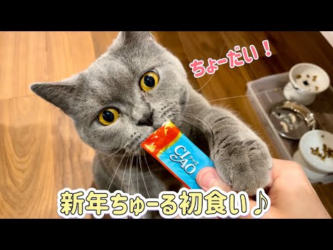 ぎんちゃん、新年ちゅーる初食いと猫部屋お引っ越し、の巻♪【ブリティッシュショートヘア】