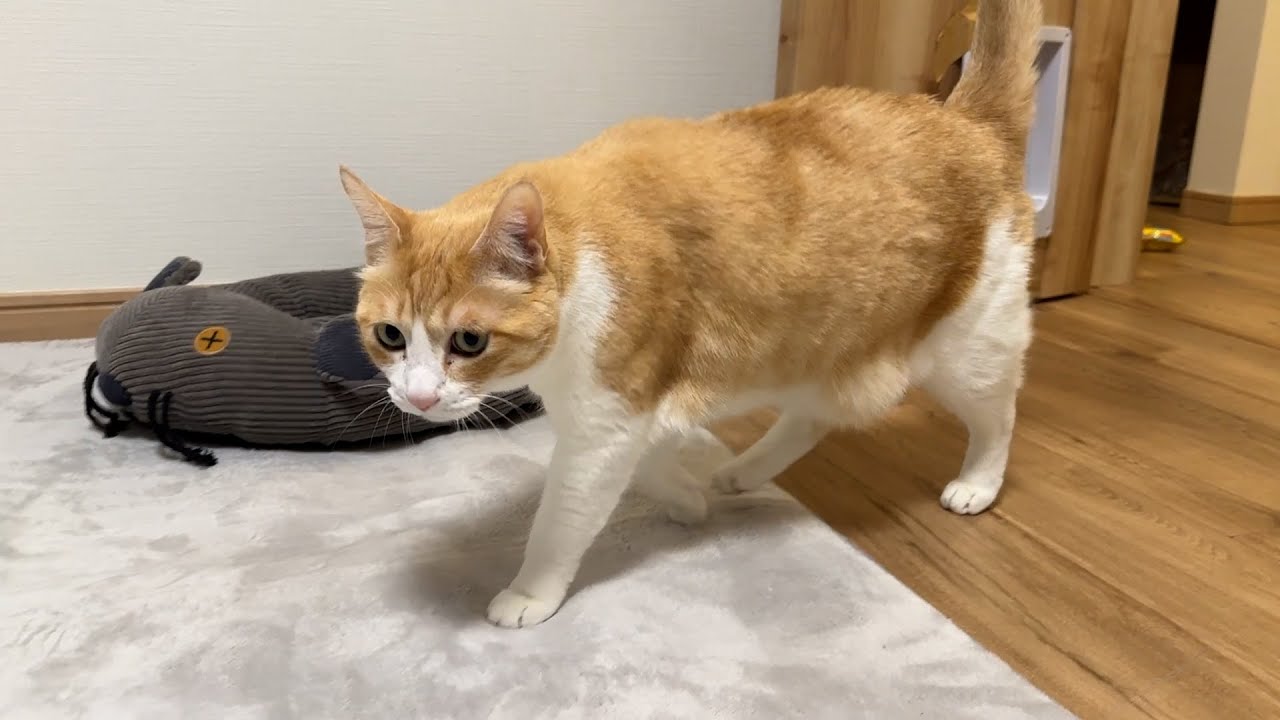 模様替えした部屋を初めて見たロビンの反応は…？