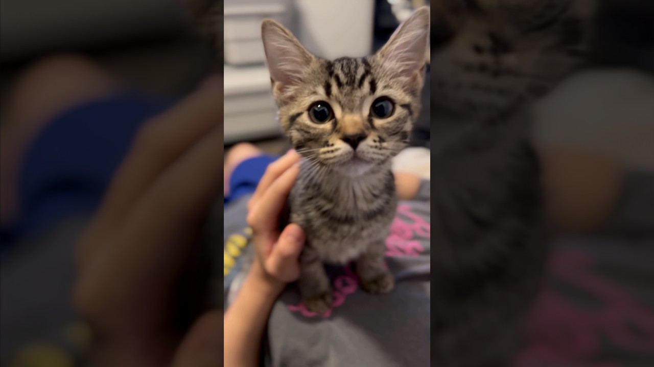 【猫動画】寝起きの子猫がボーッとし過ぎて可愛い...笑  #shorts