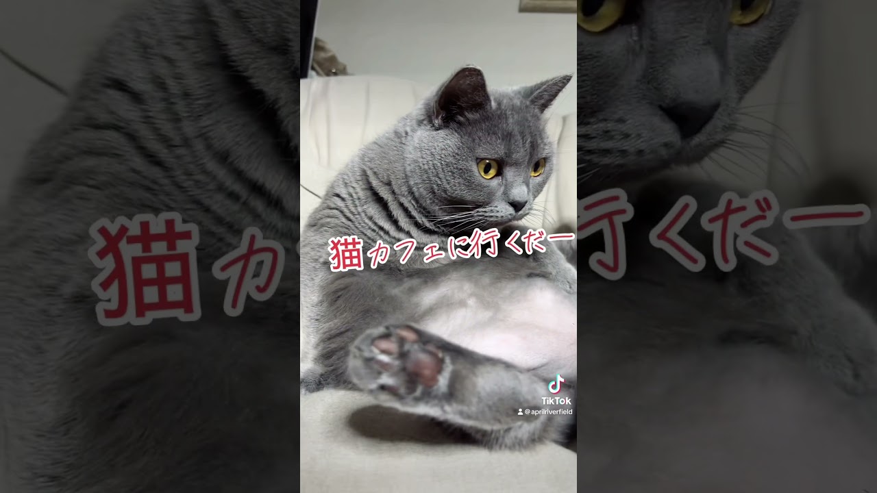 オラ猫カフェさ行くだ       #kawaii #cat #シャルトリュー #猫のいる暮らし #kawaii #cat #japan #猫 #pets #ねこ #chartreux