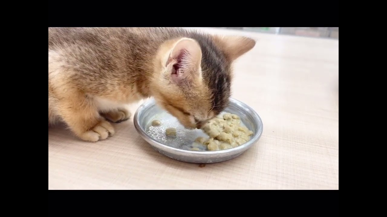 【アビシニアン】アビちゃんのご飯タイム