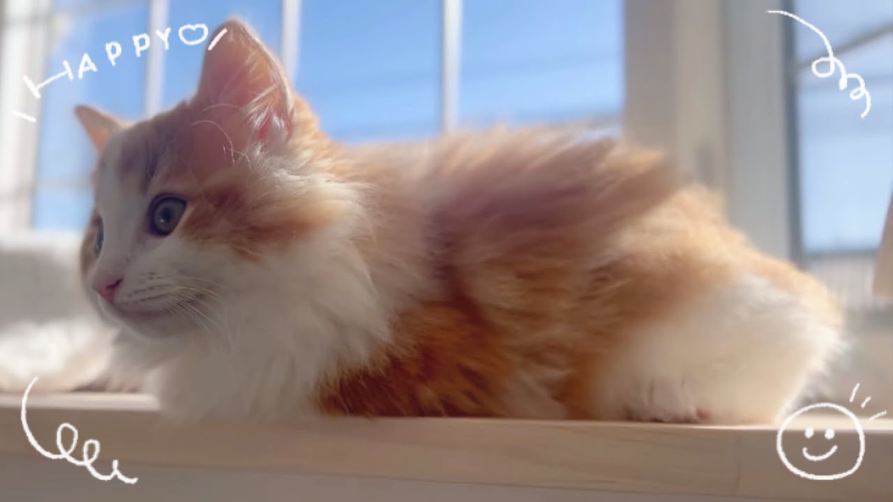 窓辺で日向ぼっこをする子猫のキャロルくん　Carol the kitten basking in the sun by the window  #猫 #ねこ #ネコ #cat #cats