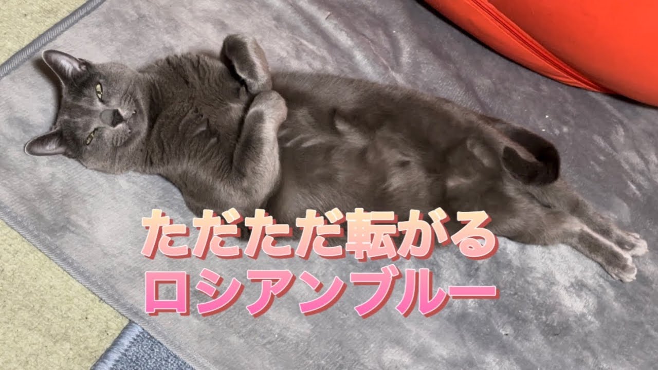 転がるロシアンブルーいっぱい