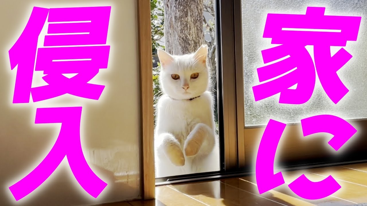 お家の中に侵入する庭子猫ちゃんが可愛すぎました！[三毛母猫の子猫]