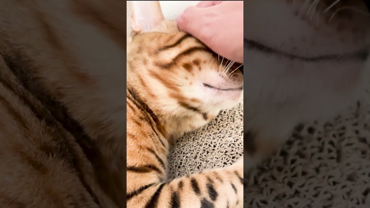 2024年もニロくんをよろしくお願いいたします #shorts #ベンガル #猫