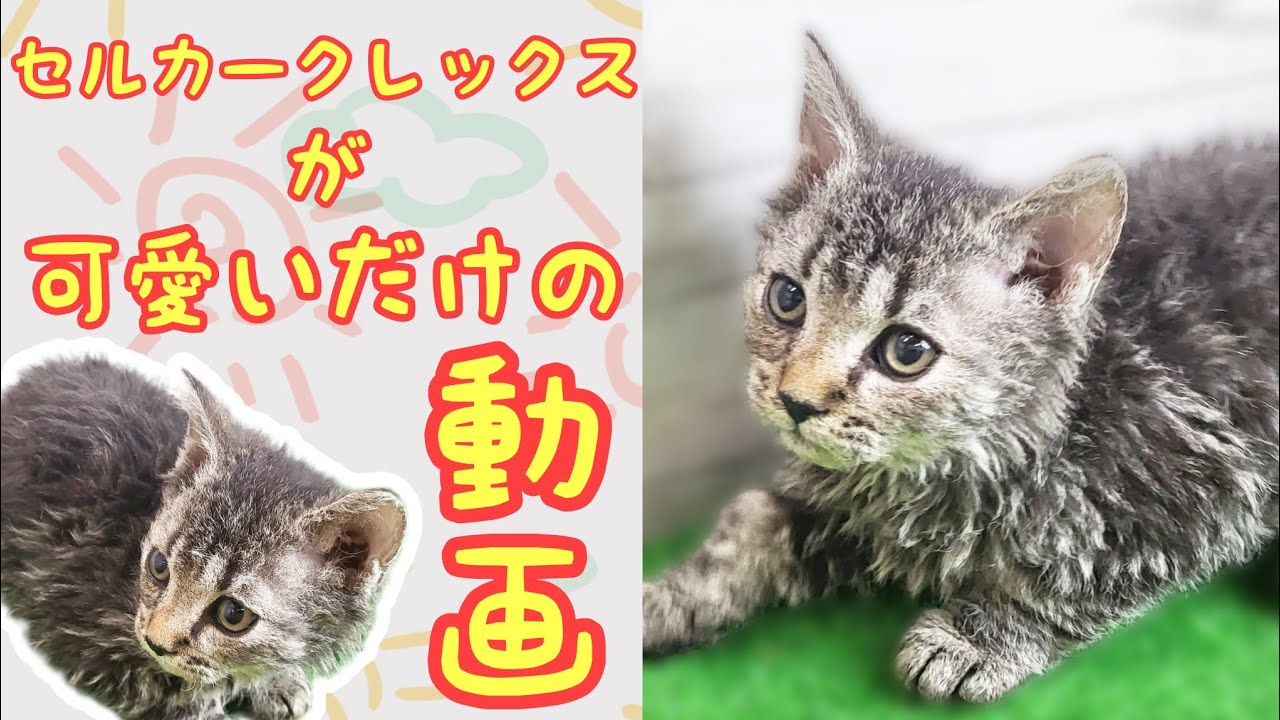 セルカークレックス・仔猫【鶴見元宮店】