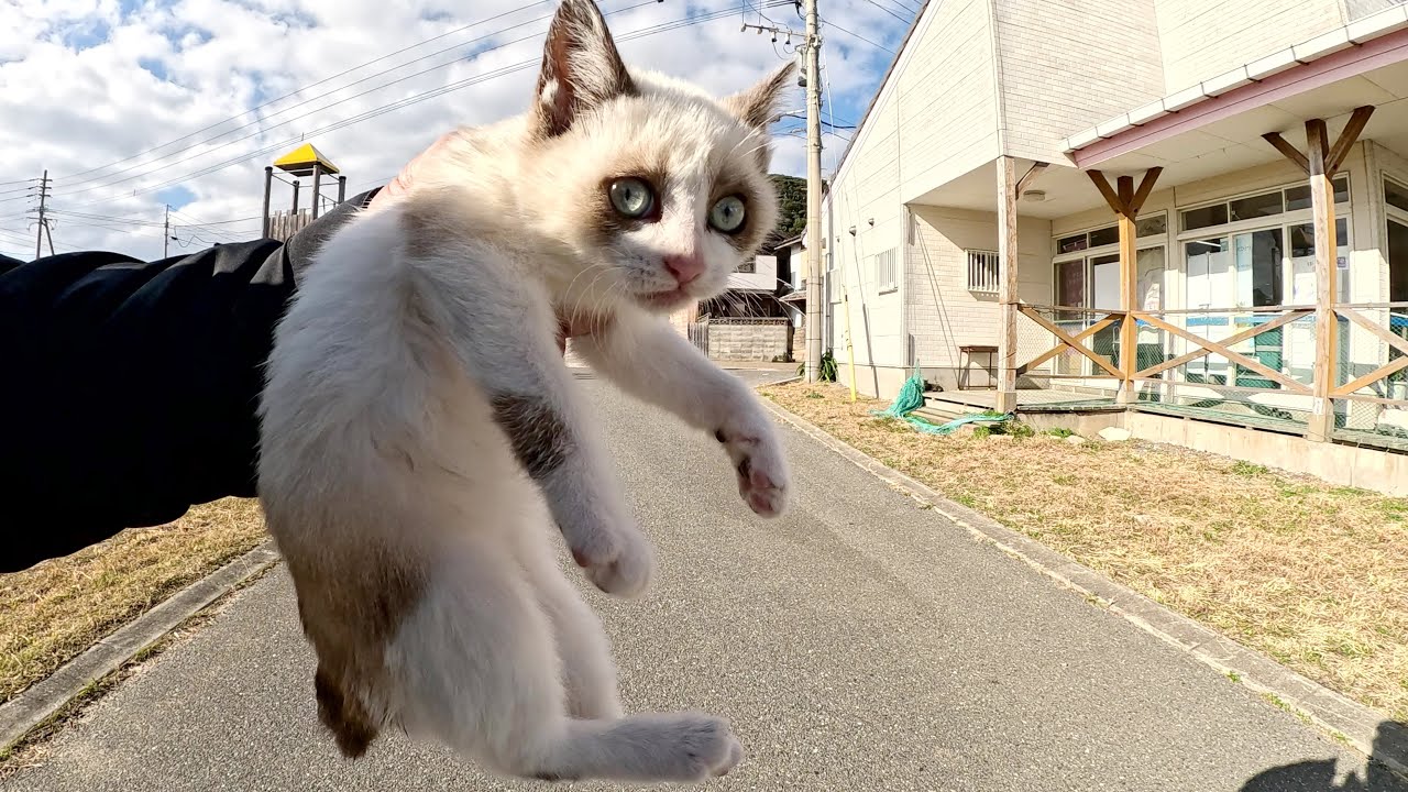 一人遊びをするシャム子猫が心配なので、母猫のもとへ送り届けた