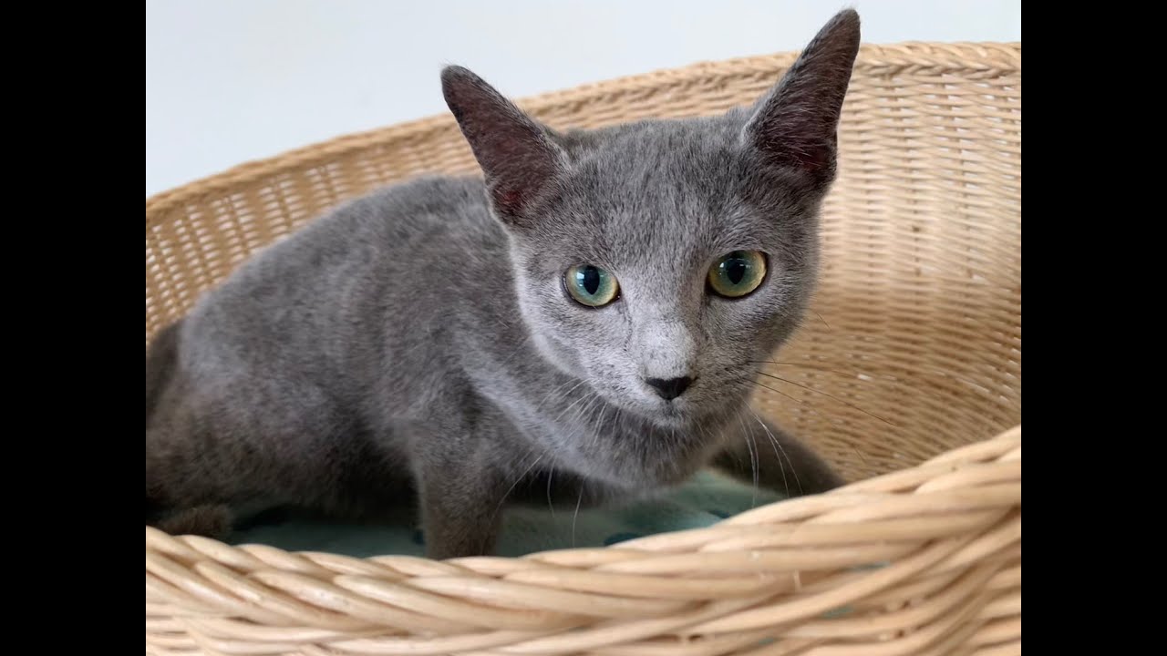 ロシアンブルーくん