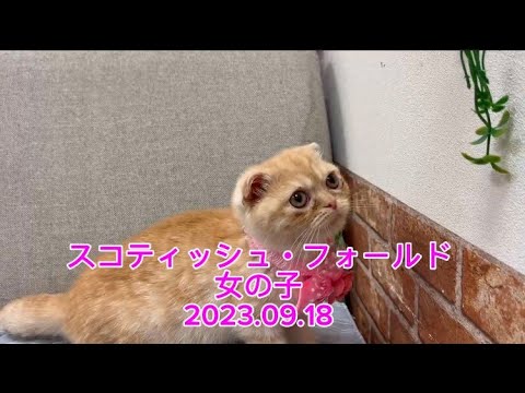 ペットプラザ広島祇園店　スコティッシュ・フォールド　2307801