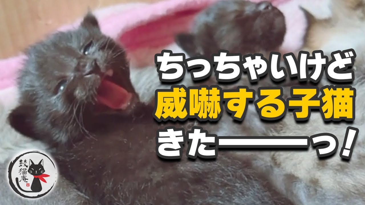 年末年始も慌ただしく緊急の子猫保護とか猫の病院とか…