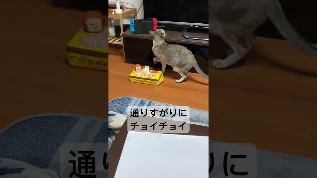 パンどろぼうティッシュケースを通りすがりにチョイチョイするシンガプーラ