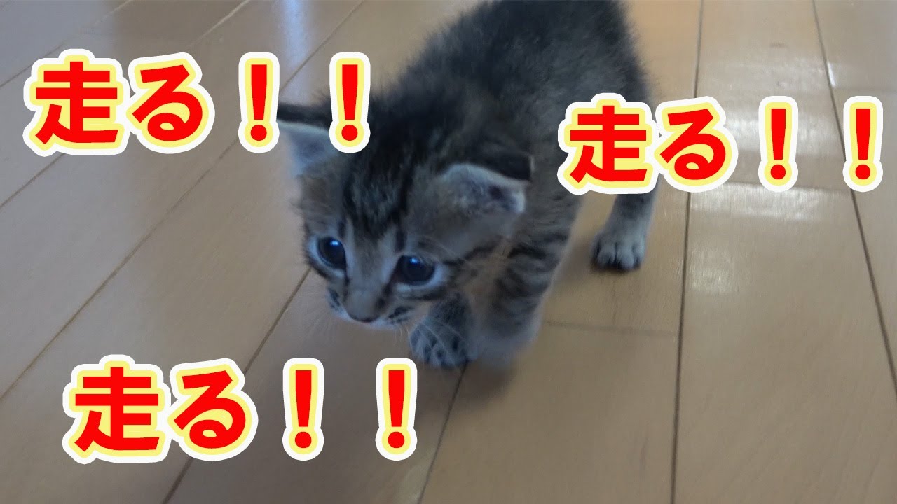 【保護猫】レスキューした子猫㉖よちよち歩きの子猫がまさかの…可愛すぎ〰♥
