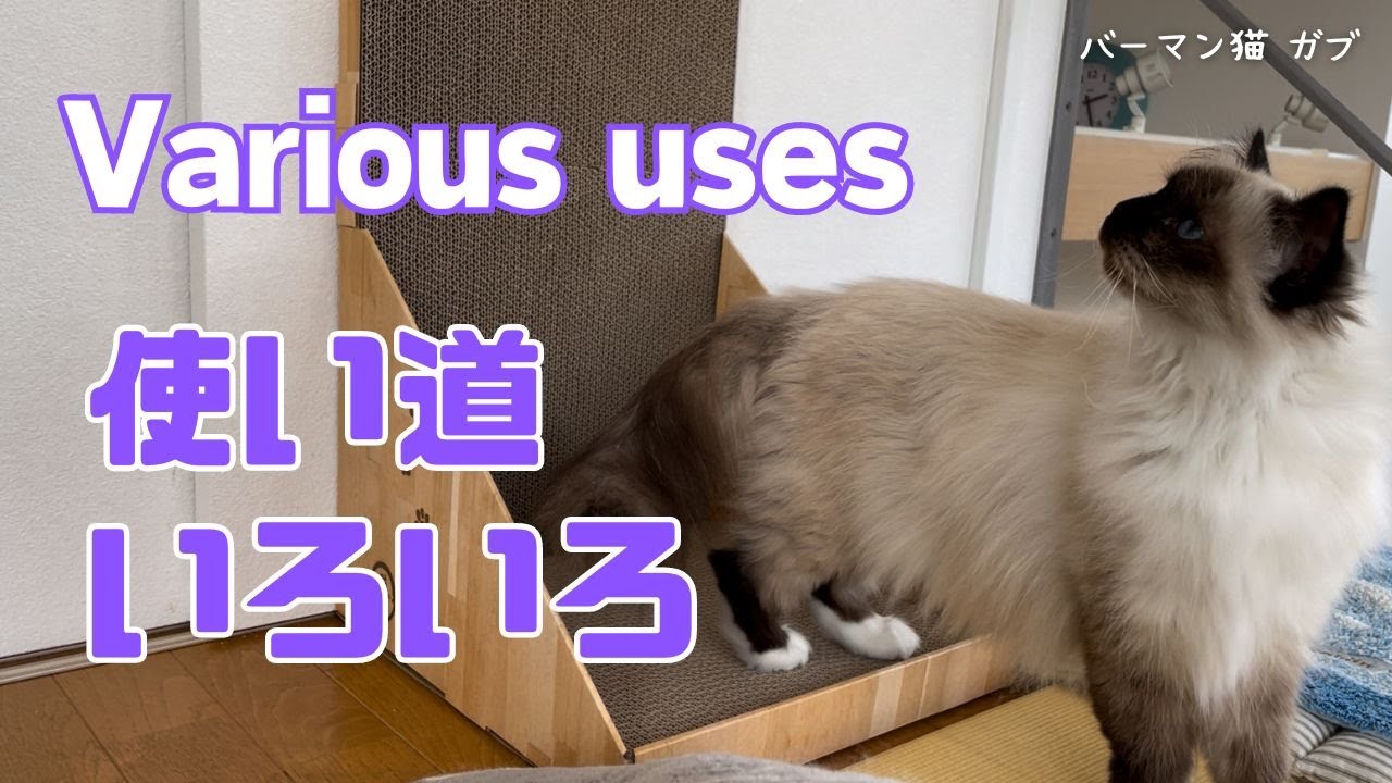 バーマンガブとラフ【使い道いろいろ】Various uses（バーマン猫）Birman/Cat