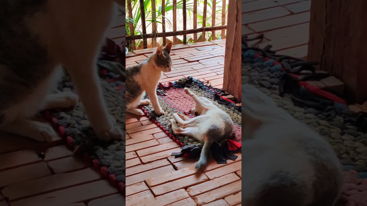 Help me!!! 🤣😂 #manxcat #kitten #cat #shortvideo #youtubeshorts #shortsviral #viral #short #kitten