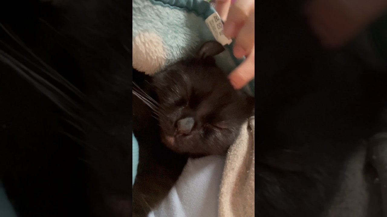 今年も宜しくお願い致します🙇‍♀️眠たいエマ様を添えて🎍 #cat #アメリカンカール #ねこ #猫