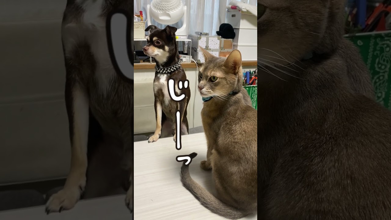 キッチンにいるママが気になる猫と犬 #アビシニアン #shorts #チワワ  #dog