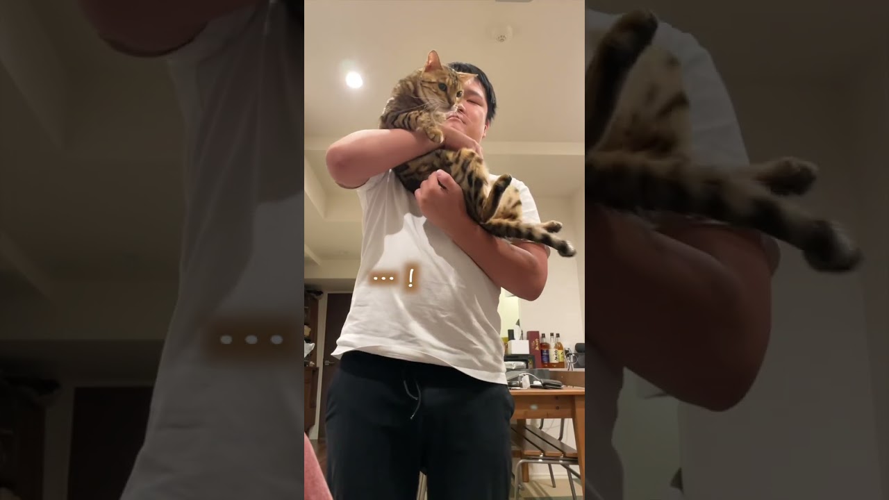 寝起きで嫌いな体勢で抱っこされていることにしばらく気付かないネコ #ルトロゼ #cat #ベンガル
