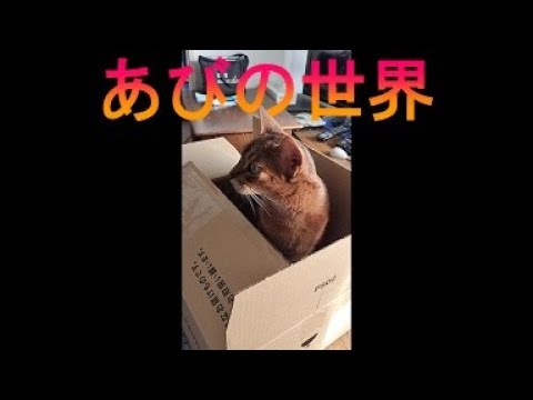 ネコ動画あび＃2805　あびの毎日　アビシニアン　あび