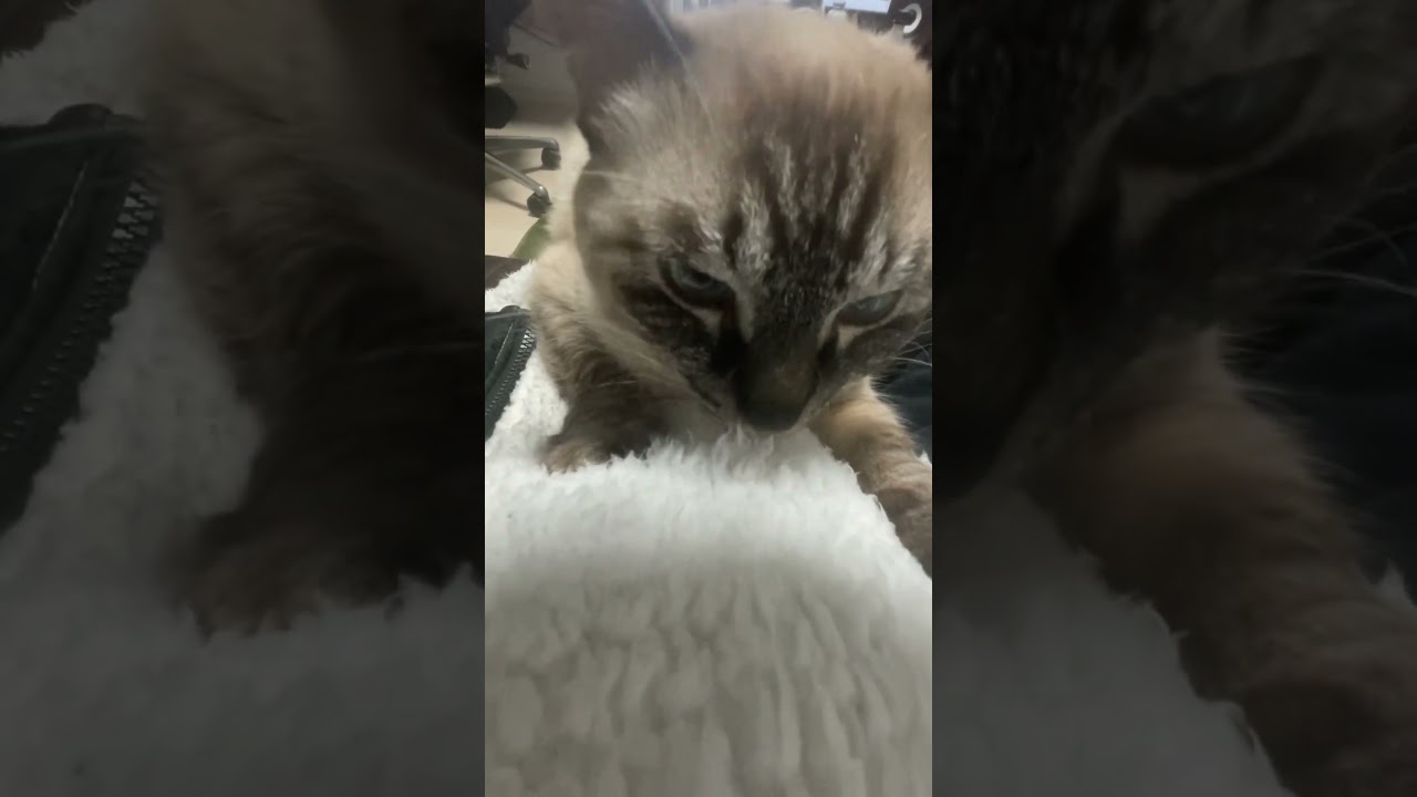 【保護猫】主を毛繕い　#保護猫 #猫　#シャム　#シャムトラ