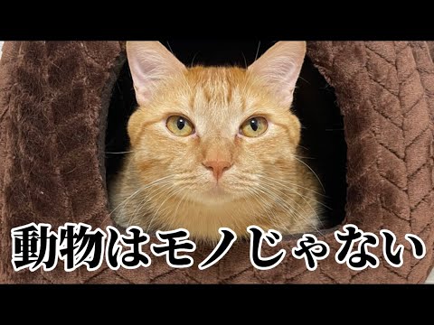 JALの事故で動物が亡くなった件について