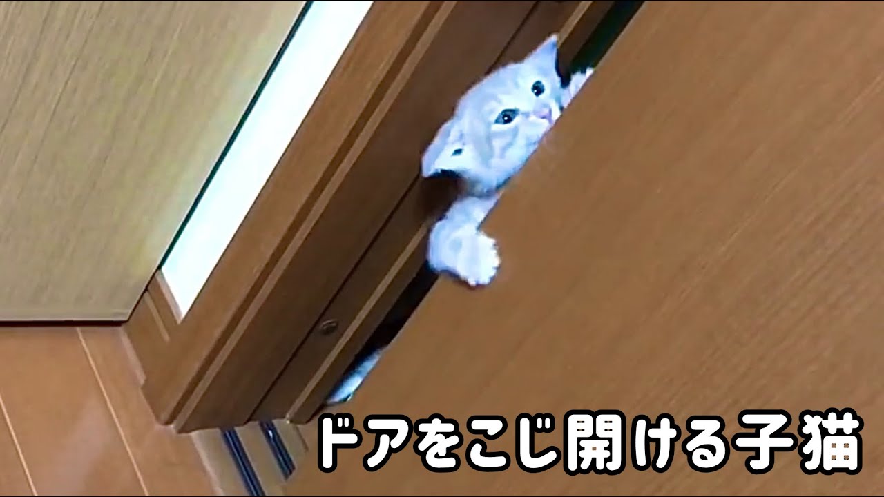 子猫が自力でドアをこじ開けました