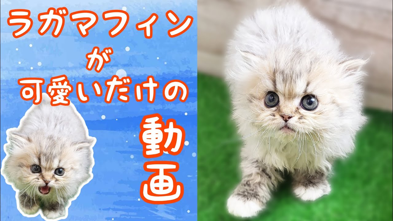 ラガマフィン・仔猫【Mitten府中店】