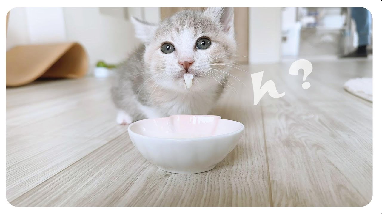 【子猫】モフモフにゃんプロ三昧★ちょうどいい迫力【保護猫生活52日目】