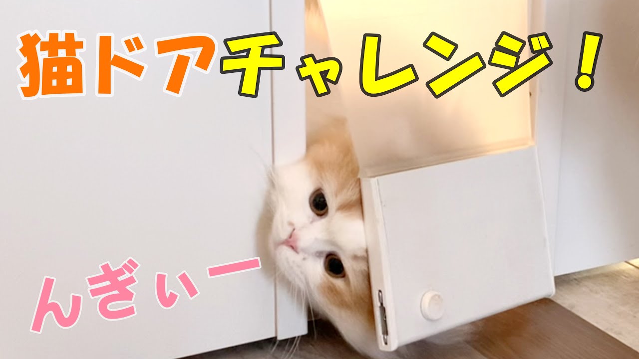 末っ子君、ついに成功！４にゃんの猫ドアチャレンジ記録#スコティッシュフォールド #猫ドア