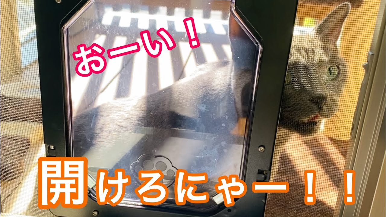 【猫扉】出れないふり? をするワガママ保護猫ロシアンブルー