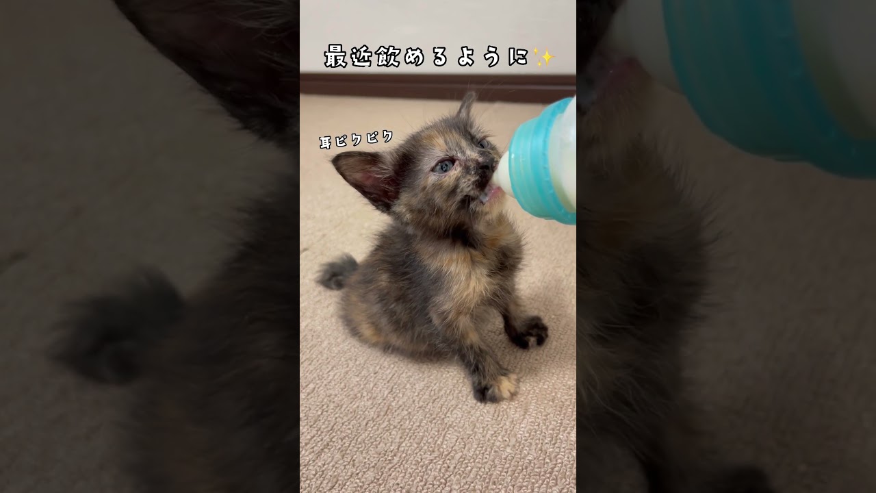 子猫のミルク時間。生後１ヶ月サビ猫ちゃん / Kitten milk time. Tortie cat #shorts