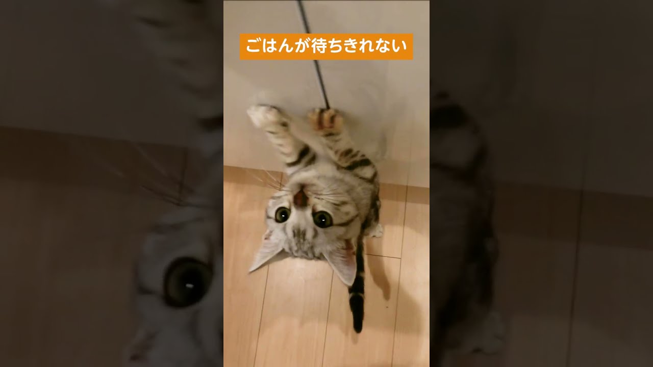 ごはんが待ちきれない子猫【アメリカンショートヘアー】#shorts #アメショー  #子猫