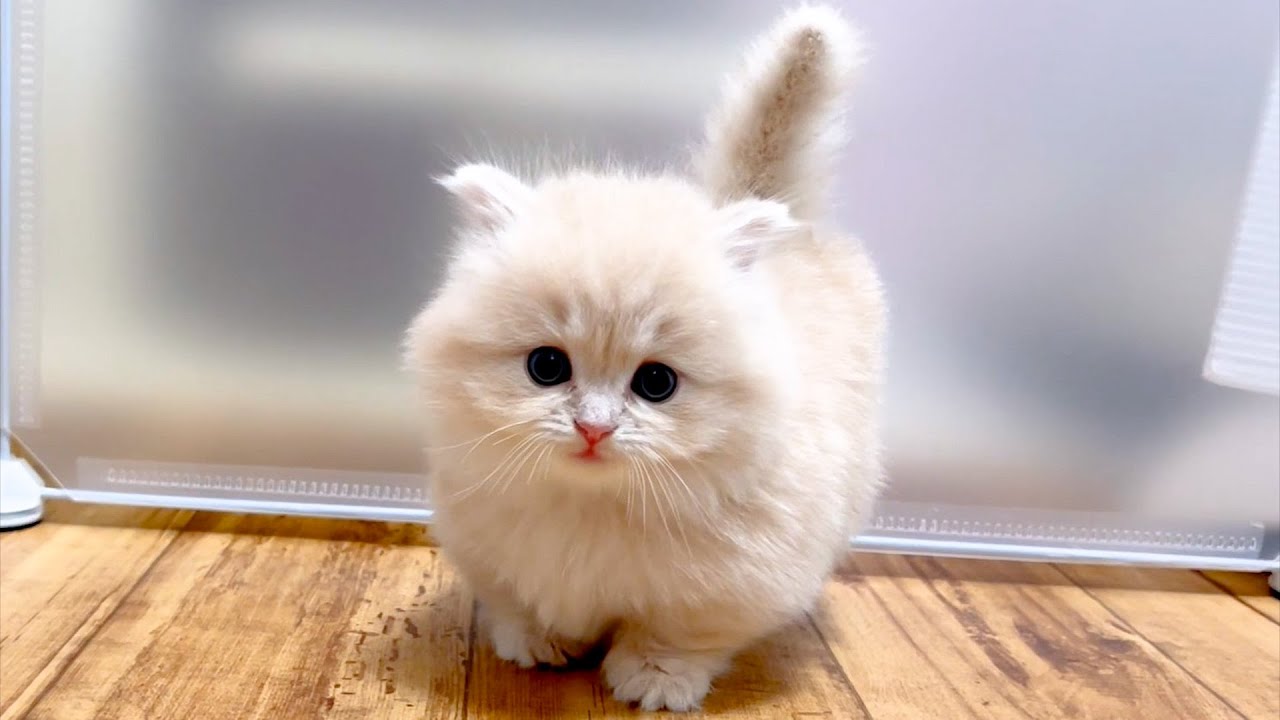 【マンチカンの子猫】子猫ちゃんの追いかけっこは早歩きな件 ～猫のいる生活Vol.865～出産動画 マンチカン短足・ミヌエット・ペルシャ猫専門ブリーダー『ペット蔵人』【子猫の成長記録】