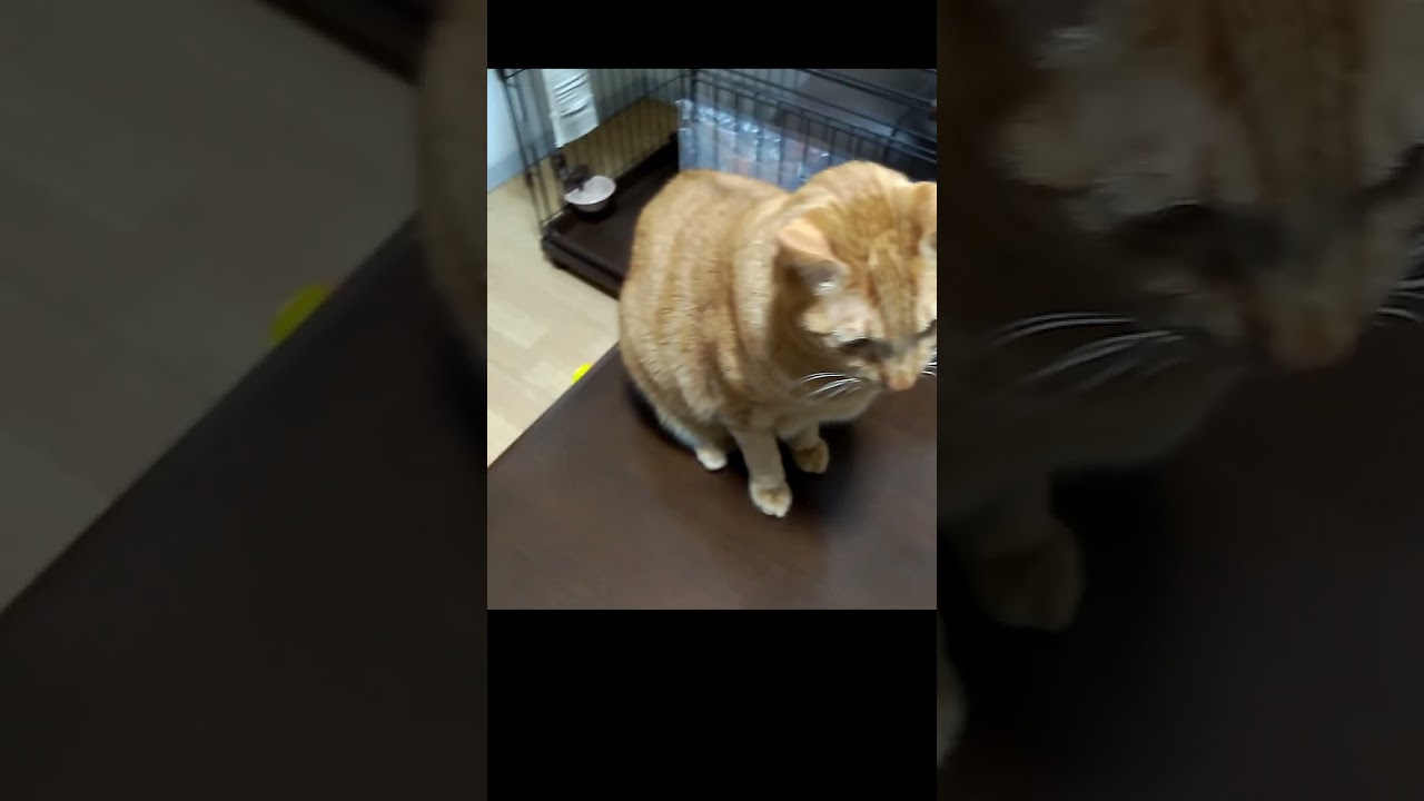 【茶トラ】【黒猫】食欲旺盛なクルーとごはんに見向きもしないジラフ(この後ちゃんと食べました)#shorts