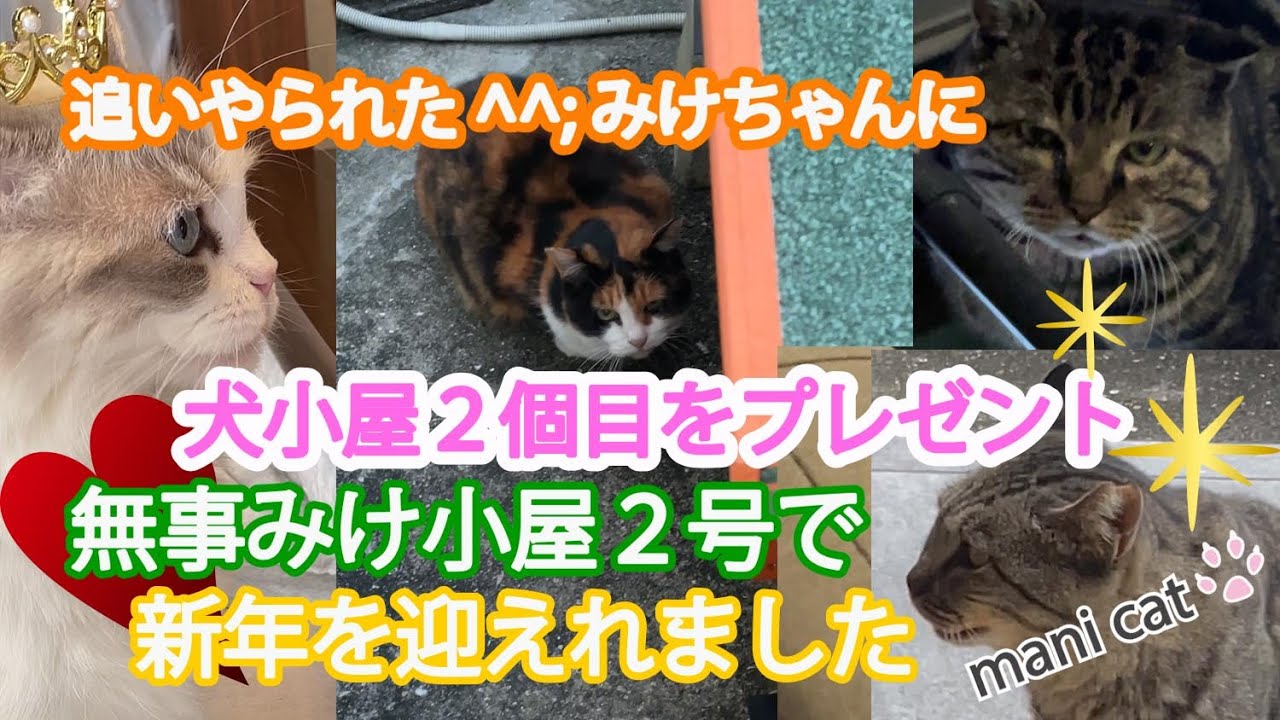 追いやられた^^;みけちゃんに✨犬小屋２個目をプレゼント💕#外猫 #地域猫 #三毛猫