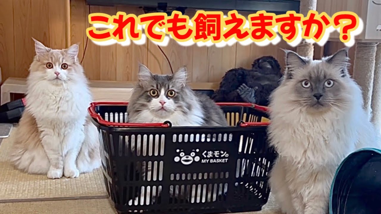 毛だらけ、猫アレルギー、喘息、それでも可愛すぎる三つ子のサイベリアンの子猫たち　これでも飼えますか？　私はもちろん家族になれます