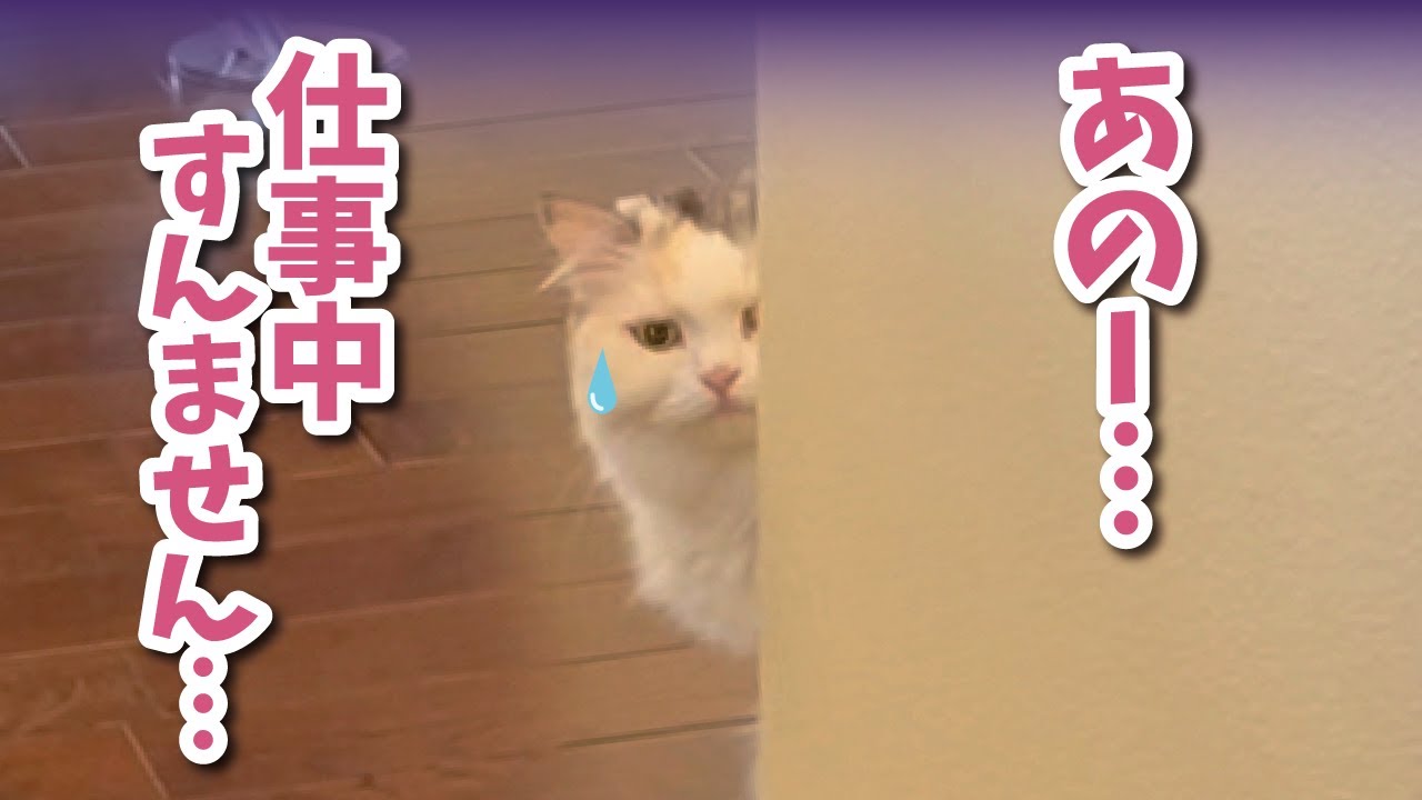 仕事中に猫がかまってほしすぎて大変なことになってました【関西弁でしゃべる猫】【猫アテレコ】