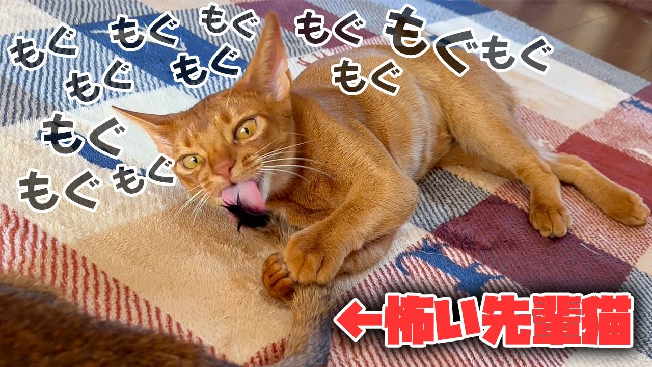 怖い先輩猫の尻尾をモグモグしてしまった子猫の末路がこちら…