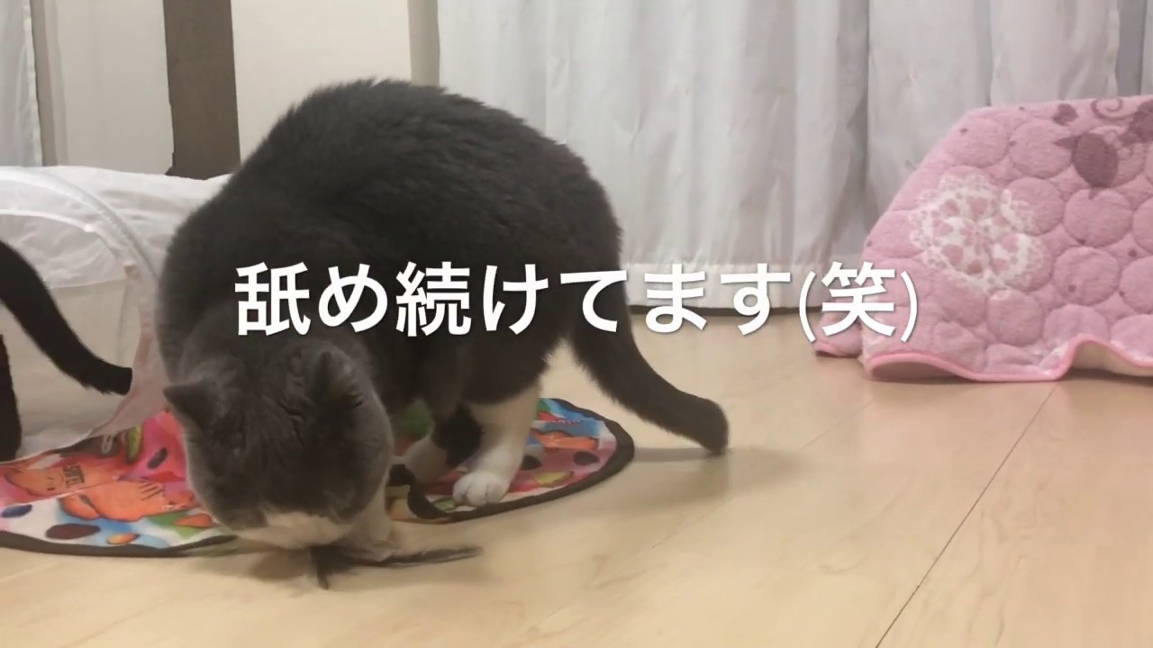 2019/03/08　セルカークレックスの梅子vol.339