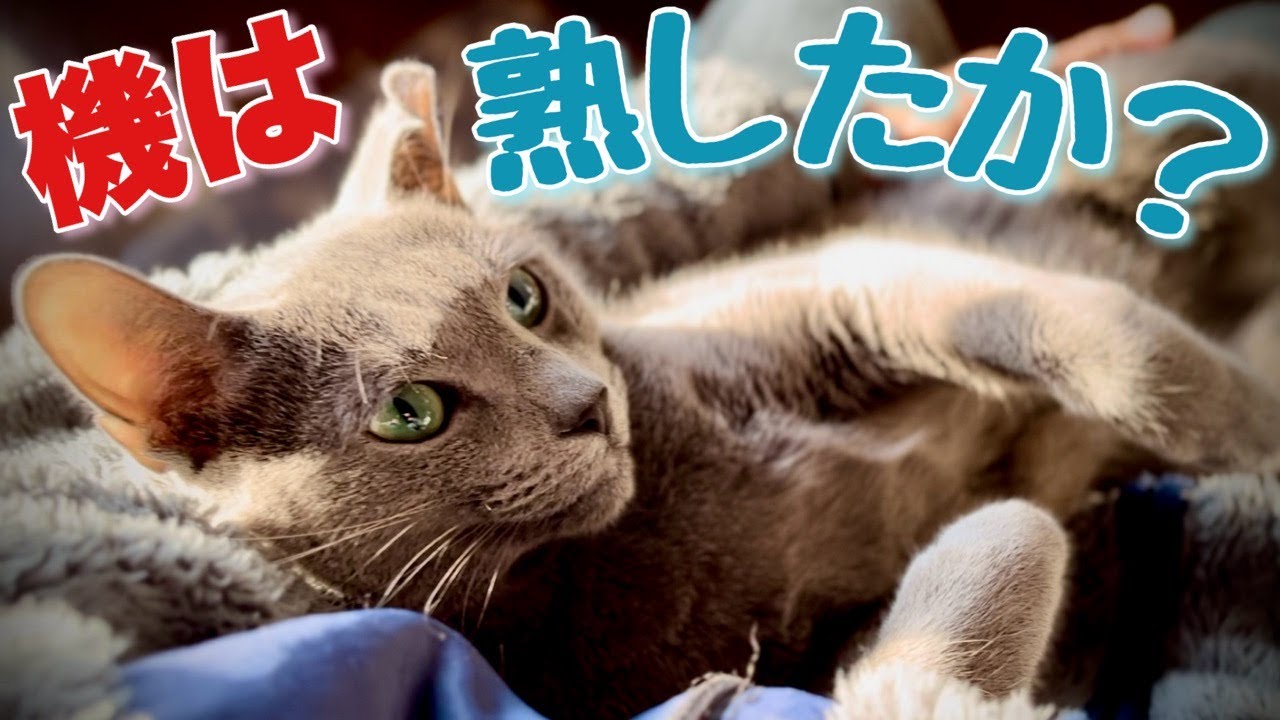 ロシアンブルー | 猫が家長になれるのか？~ 2024辰年こてつの野望 [Russian Blue cat Kotetsu] Can a cat be the head of the family?
